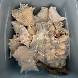 Seashells